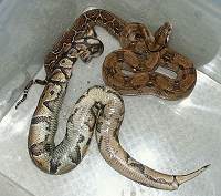 [http://www.boa-constrictors.com/Bilder/Kanibale/Aus gewuergt1k.jpg]