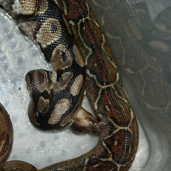 http://www.boa-constrictors.com/Bilder/Kanibale/Aus gewuergt2.jpg