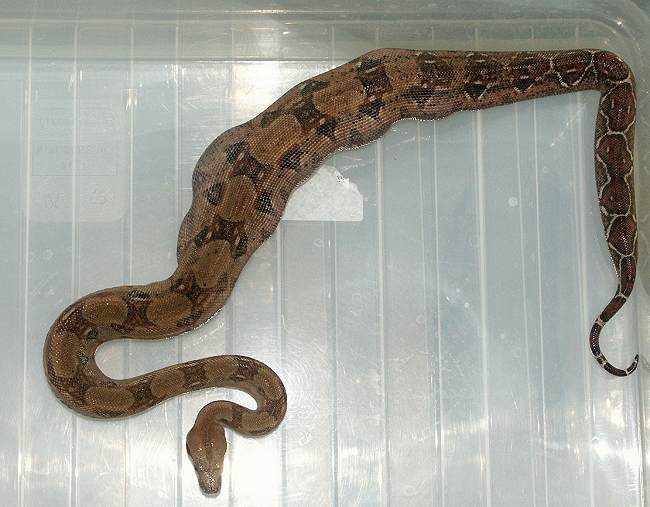 [http://www.boa-constrictors.com/Bilder/Kanibale/Vol lgefressen1.jpg]