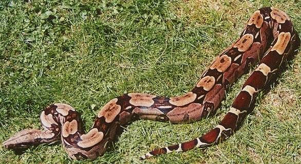 Suriname Redtail Boa Guyana Redtail Boa Difference Stockl Die Nr 1 Boa Constrictor Seite Im Internet,Cats In Heat Meaning