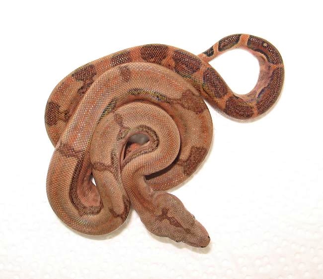The #1 Boa constrictor site on the internet