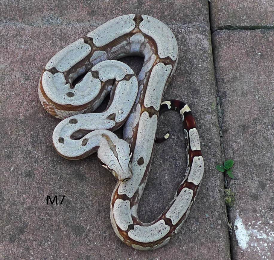 Boa constrictor amarali Bolivia cb 2011 Stöckl Die Nr.1 Boa
