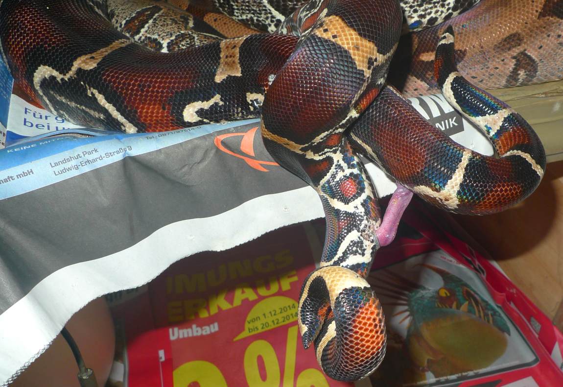 Boa c. constrictor Suriname/Pokigron 2011 - redtail boas | Stöckl - Die Nr.1 Boa ...