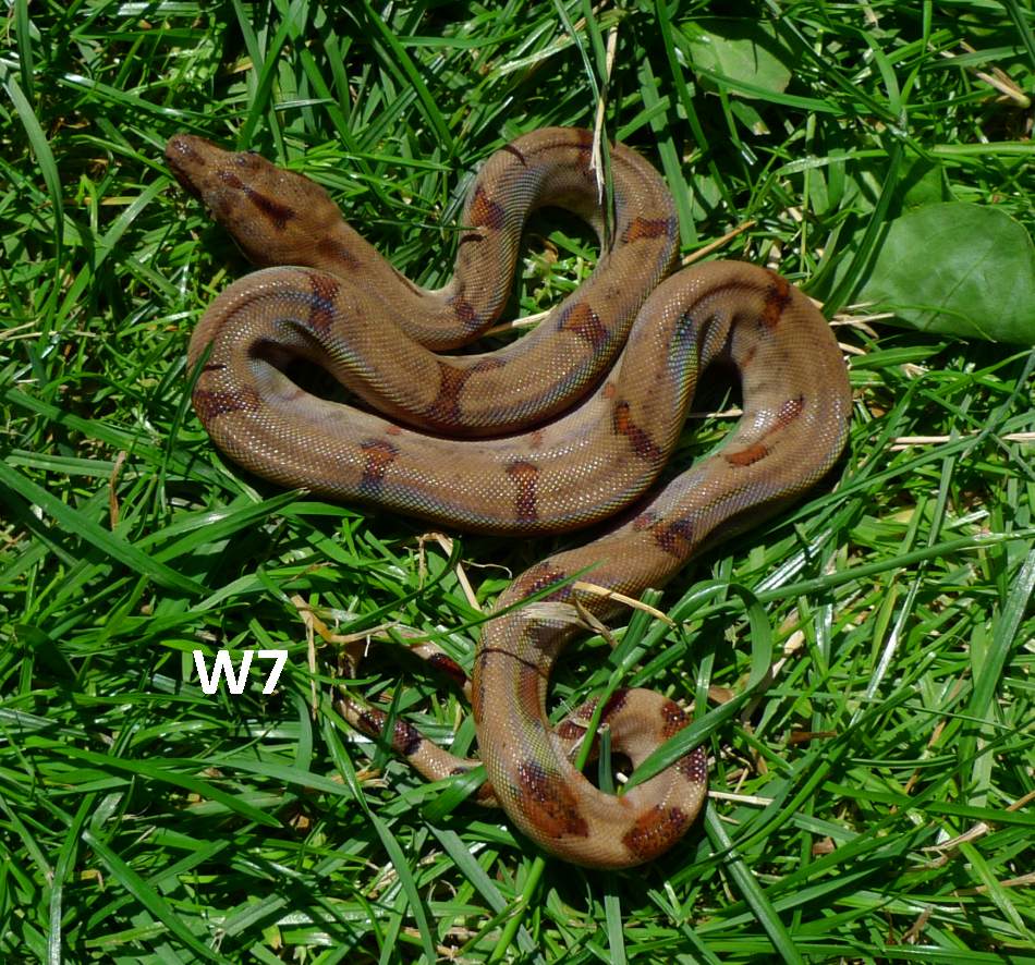 Boa Constrictor Kaufen Boa Constrictor Kaufen