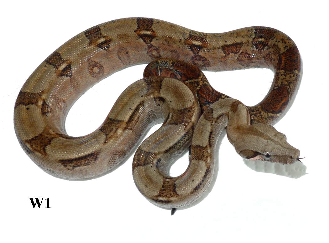 Boa c. imperator Corn Island for sale | Stöckl - Die Nr.1 Boa constrictor Seite im ...