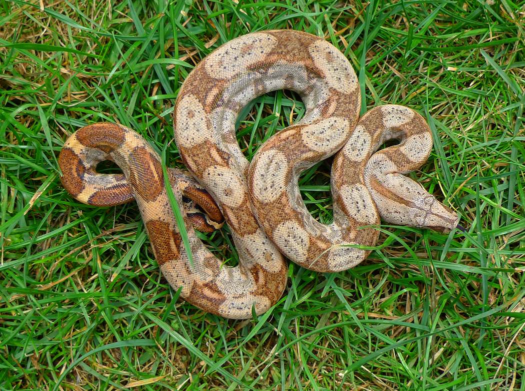 Hog Island Boa / Proven Femail Adult hog island boa + full set up