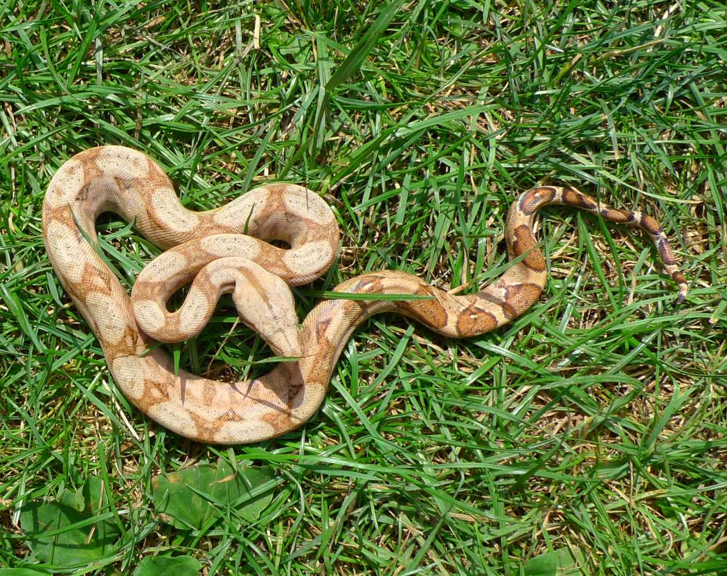 Boa c. imperator Hog Island 2013 for sale Stöckl Die Nr.1 Boa constrictor Seite im
