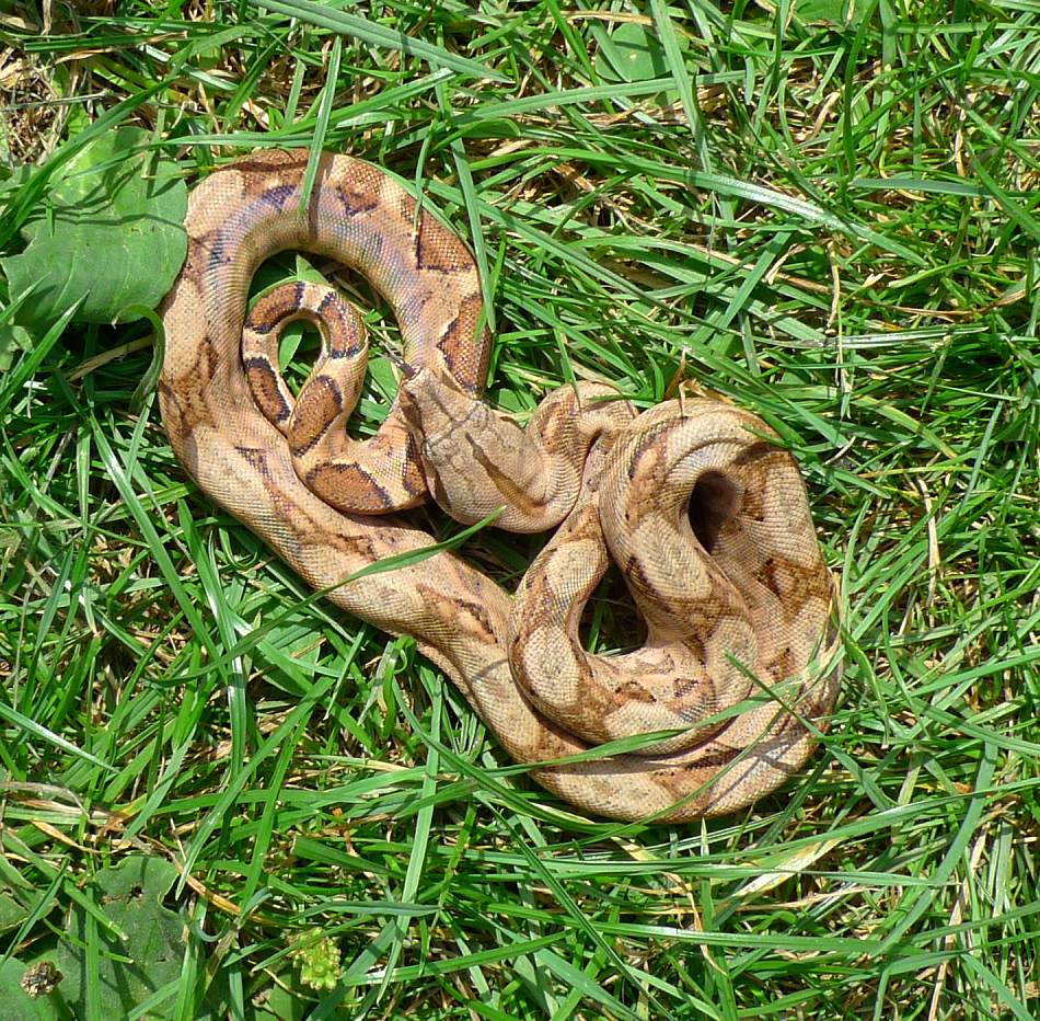 Boa c. imperator Hog Island 2013 for sale Stöckl Die Nr.1 Boa constrictor Seite im