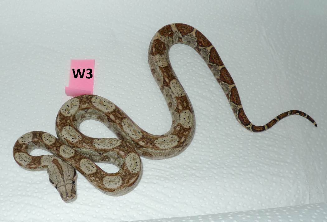 Boa c. imperator Hog Island 2013 for sale Stöckl Die Nr.1 Boa constrictor Seite im