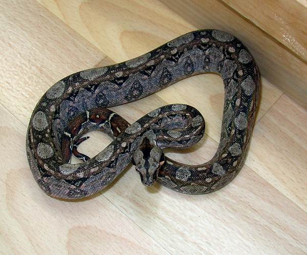 baby boa constrictor for sale