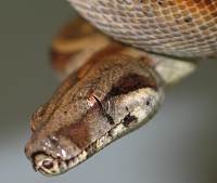 boa constrictor sabogae boa constrictor sabogae