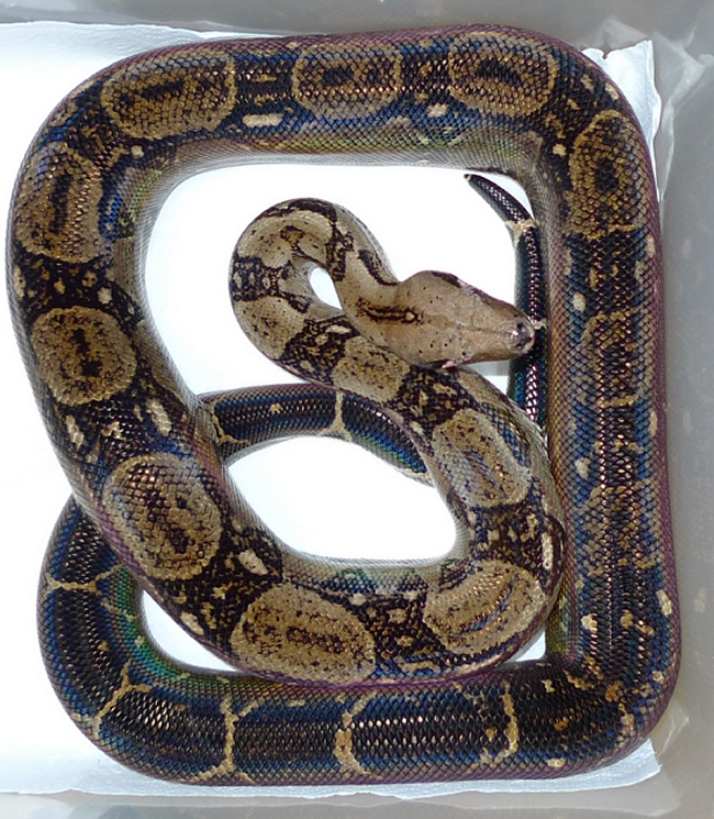 enclosure for adult boa constrictor