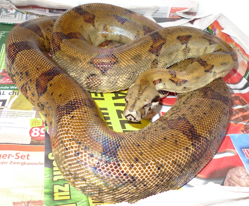 boa constrictor breeders boa constrictor breeders