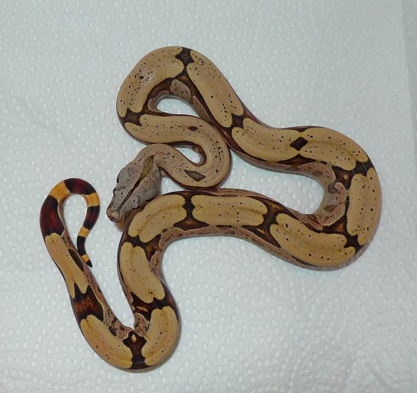 Bolivian shorttail Boa c. amarali for sale