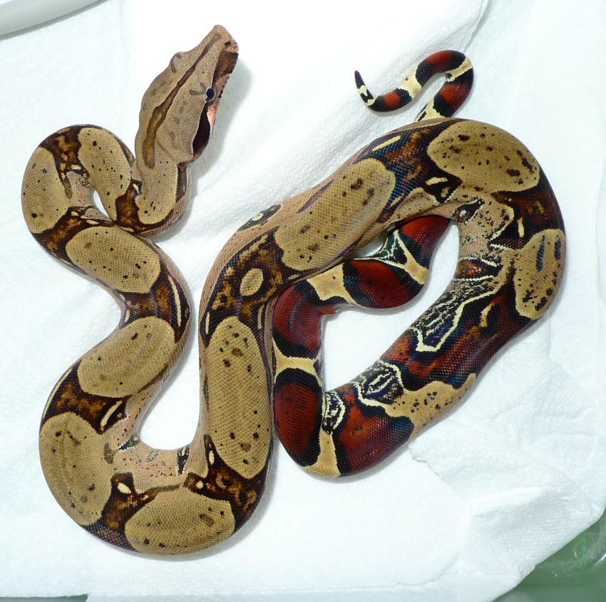 Boa c. constrictor Peru. 