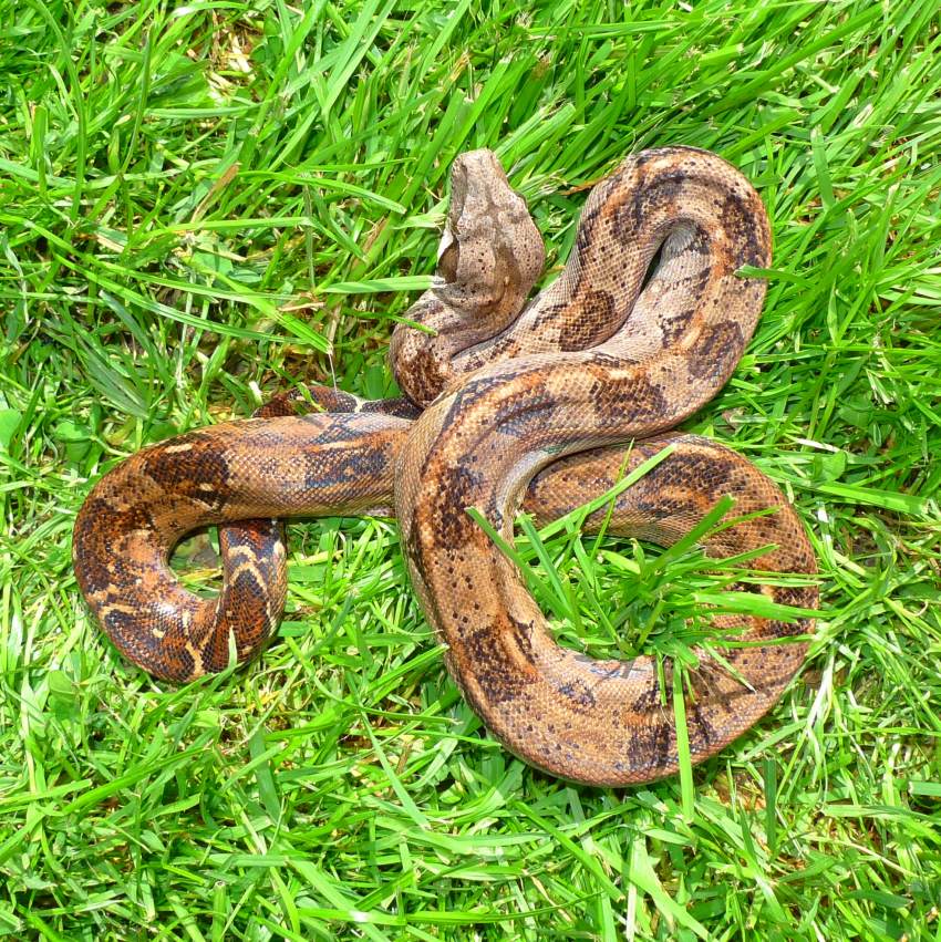 boa constrictor imperator name boa constrictor imperator name