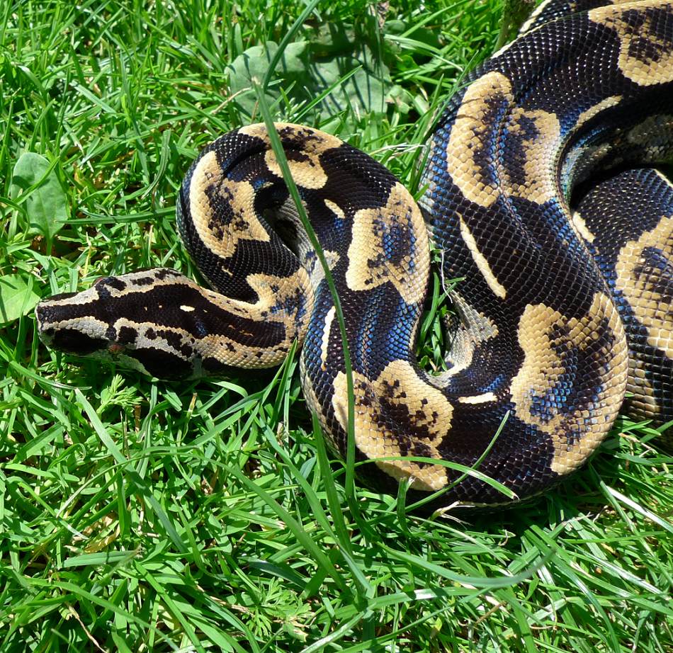 Anerythristic Boa c. longicauda for sale  Stöckl - Die Nr.1 Boa  constrictor Seite im Internet