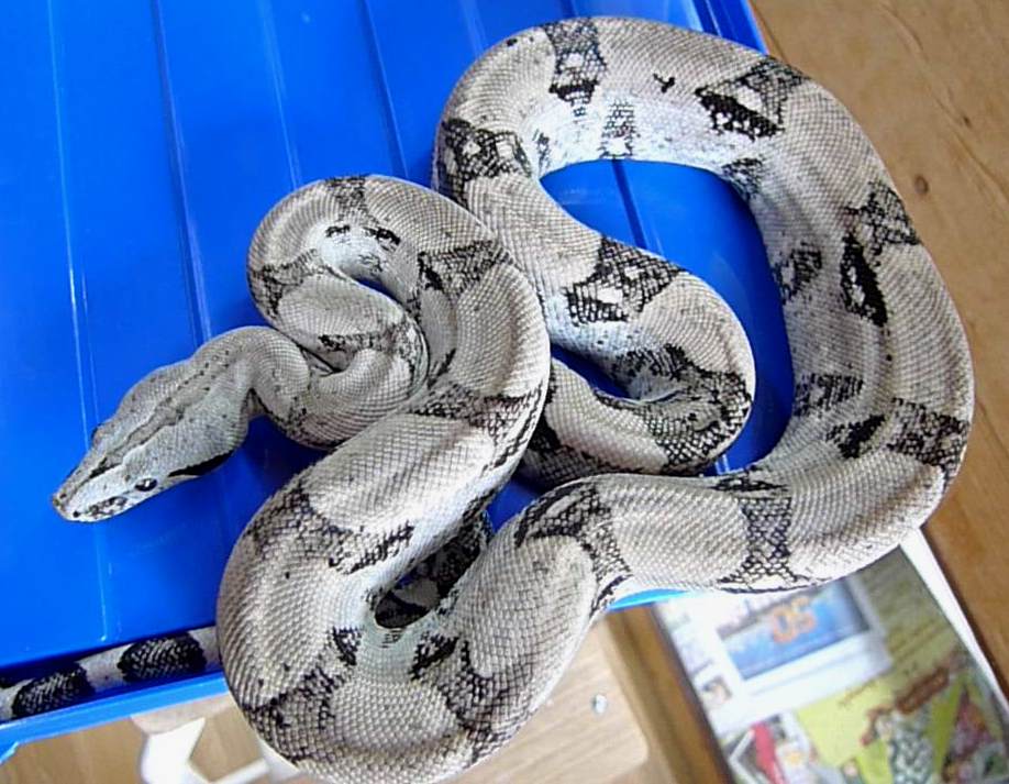 Anerythristic Boa c. longicauda for sale  Stöckl - Die Nr.1 Boa  constrictor Seite im Internet