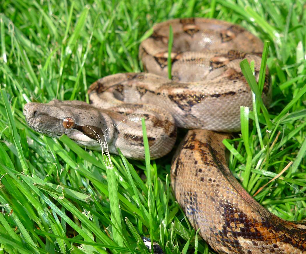 Tarahumara Boa Care