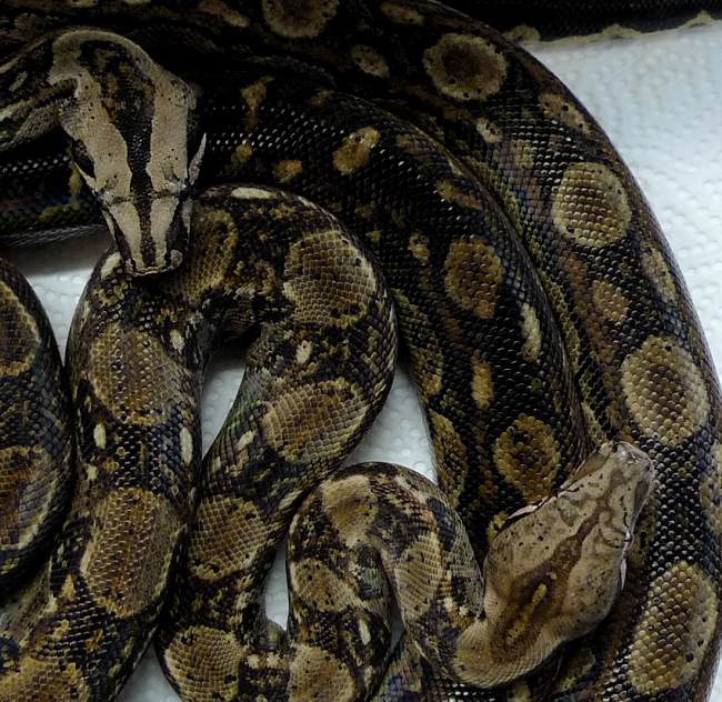 Tarahumara Boa Care