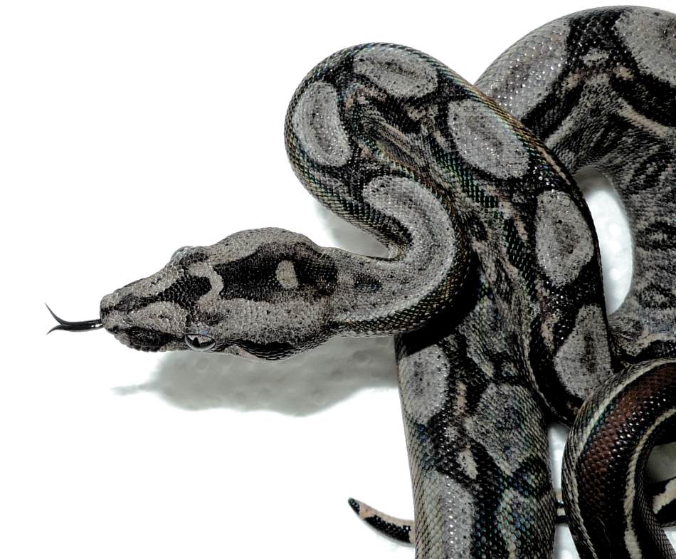 Boa c. imperator 'Nicaraguan' CB 2021 Female -nicaraguan bci