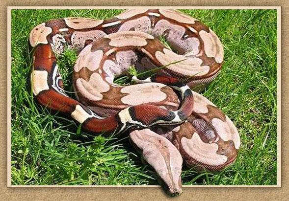 Stöckl - Die Nr.1 Boa constrictor Seite im Internet
