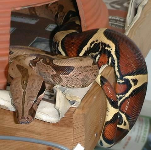 boa constrictor surinam suriname