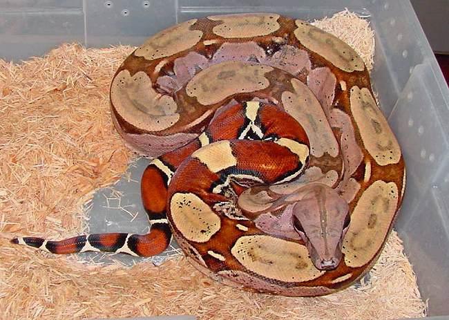 Pokigron Rotschwanzboa Stöckl Die Nr 1 Boa constrictor 