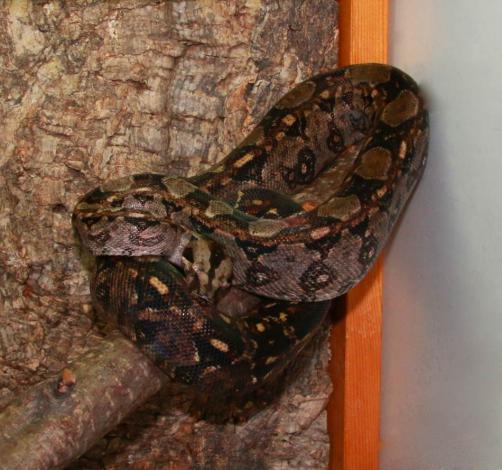 2015_Juli_Tarahumara_Boa_PeterKahler.jpg