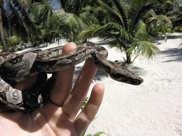 Boa c. imperator Ambergris Caye Belize