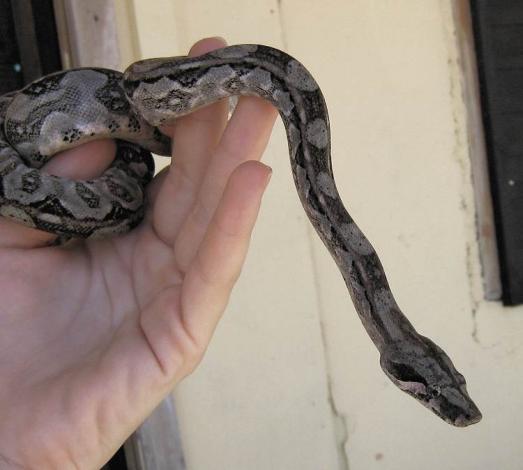 Boa c. imperator Ambergris Caye Belize