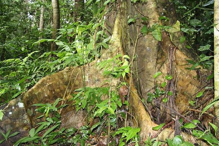 Baum im Regenwald von Peru