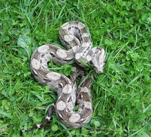 Cay Caulker Boa c. imperator