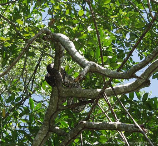 Boa c. imperator Belize Festland