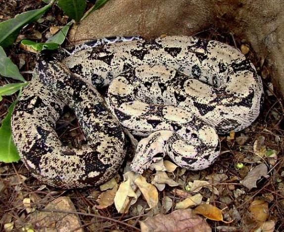 Crawl Cay Boa Belize