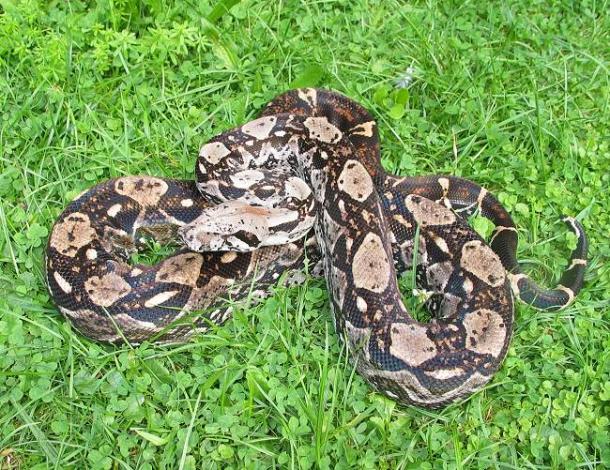 Boa c. imperator Belize Crawl Cay