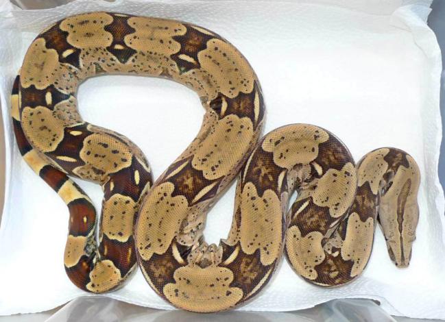 Boa_c_constrictor_Brasilien_Belem.jpg