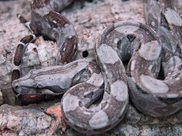 Boa c. imperator Belize Crawl Cay