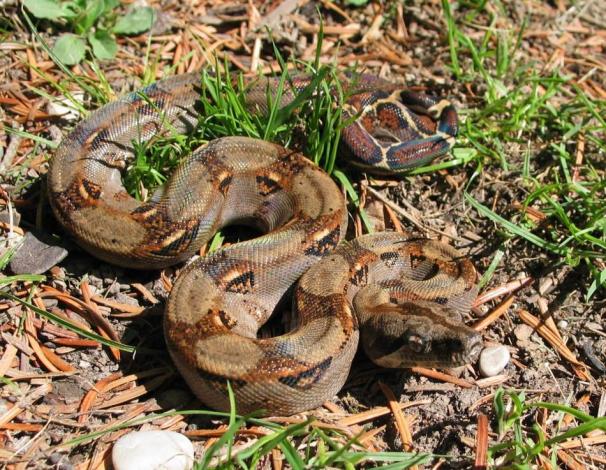 Boa c. imperator Costa Rica