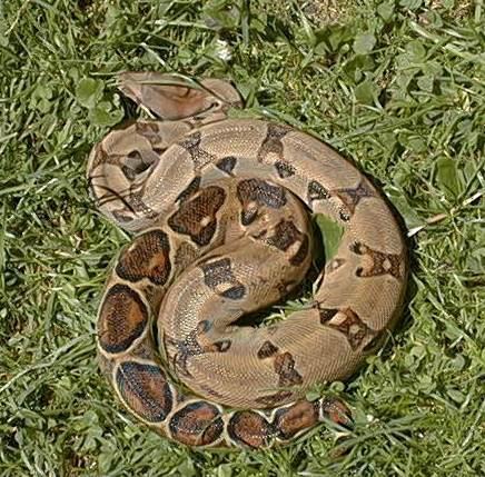 Ecuador Boa