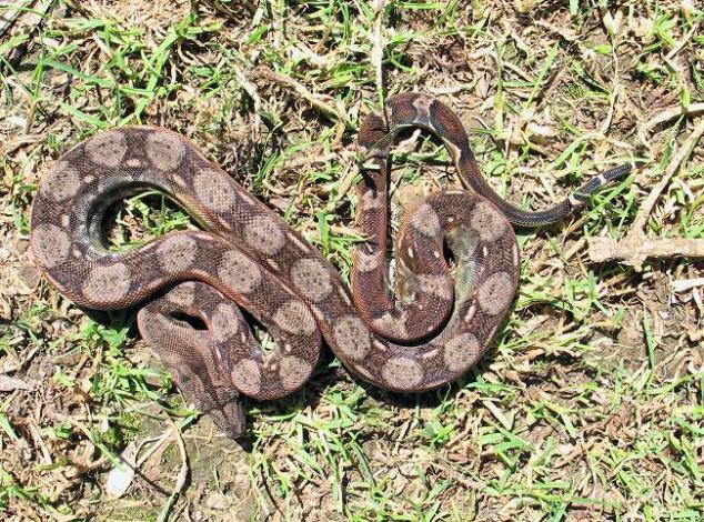 El Salvador Boa c. imperator