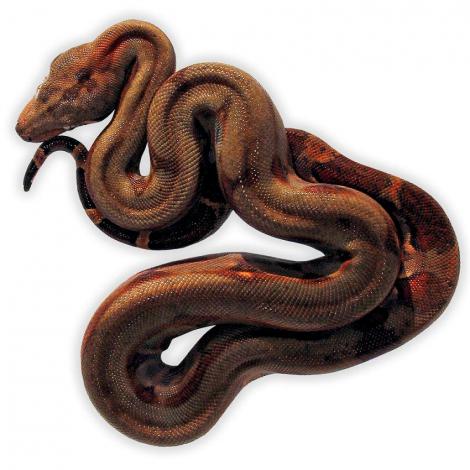 Firebelly_Boa_Baby2.jpg