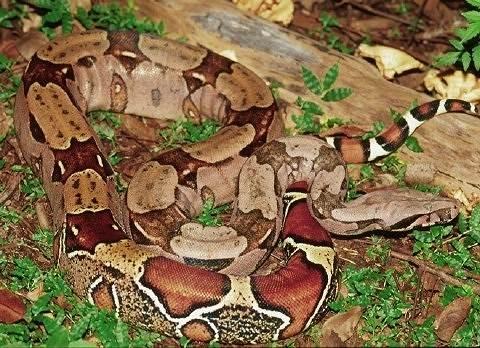 Boa c. constrictor Französisch Guyana