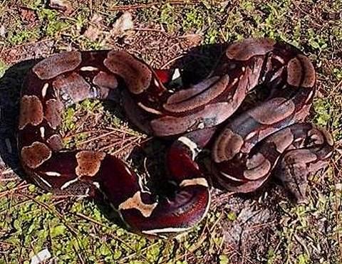 Zero Boa Longicauda  Stöckl - Die Nr.1 Boa constrictor Seite im Internet