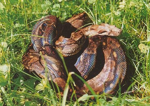 Honduras Boa c. imperator