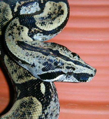 Boa c. longicauda Longtailboa