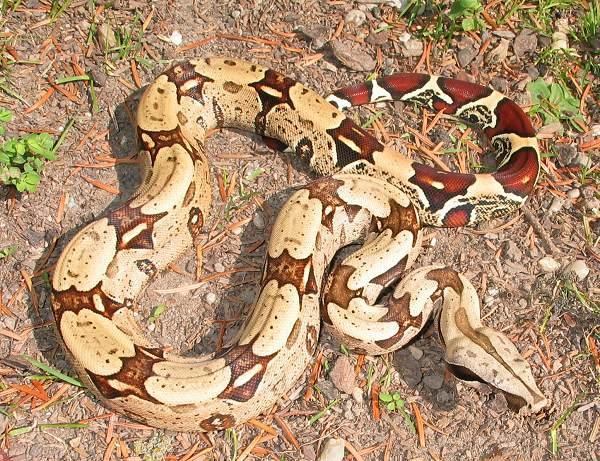 Brazilian redtail boa Belem.jpg