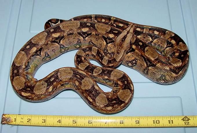 Tarahumara Boa Mexiko