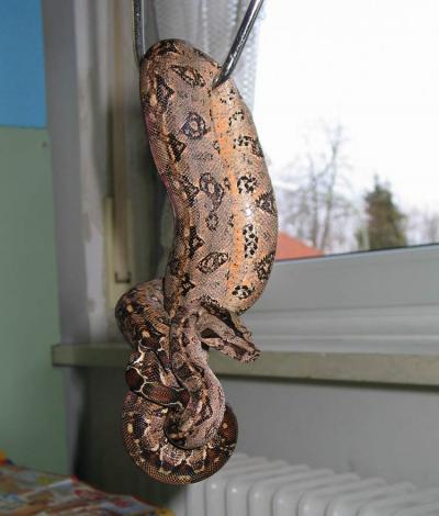 Boa c. imperator Tarahumara Mexiko