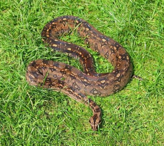 Mexiko Tarahumara Boa